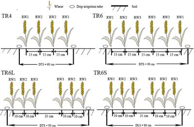 Narrowing row spacing and adding inter-block promote the grain filling and flag leaf photosynthetic rate of wheat under enlarged drip tube spacing system